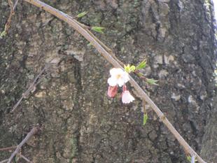 桜開花情報【2024年3月27日】