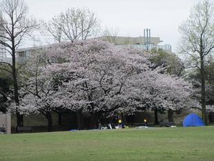 桜開花状況【2024年4月7日】