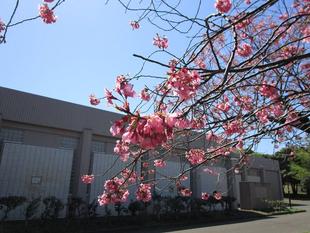 桜開花状況【2024年4月10日】