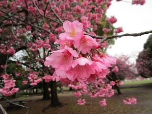 桜開花情報【2024年4月4日】