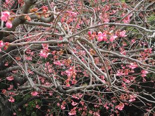 桜開花情報【2024年4月1日】