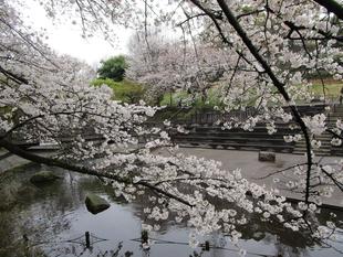 桜開花状況【2024年4月5日】