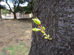 〔岸根公園〕桜開花情報【2025年3月20日】