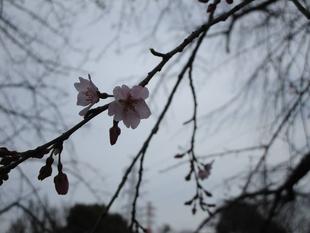 〔岸根公園〕桜開花情報【2025年3月23日】