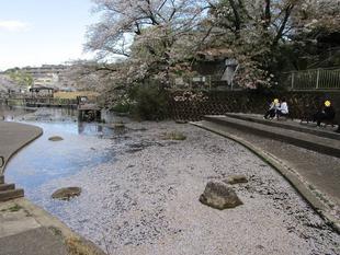〔岸根公園〕桜開花情報【2025年4月9日】