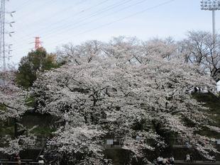 〔岸根公園〕桜開花情報【2025年4月5日】