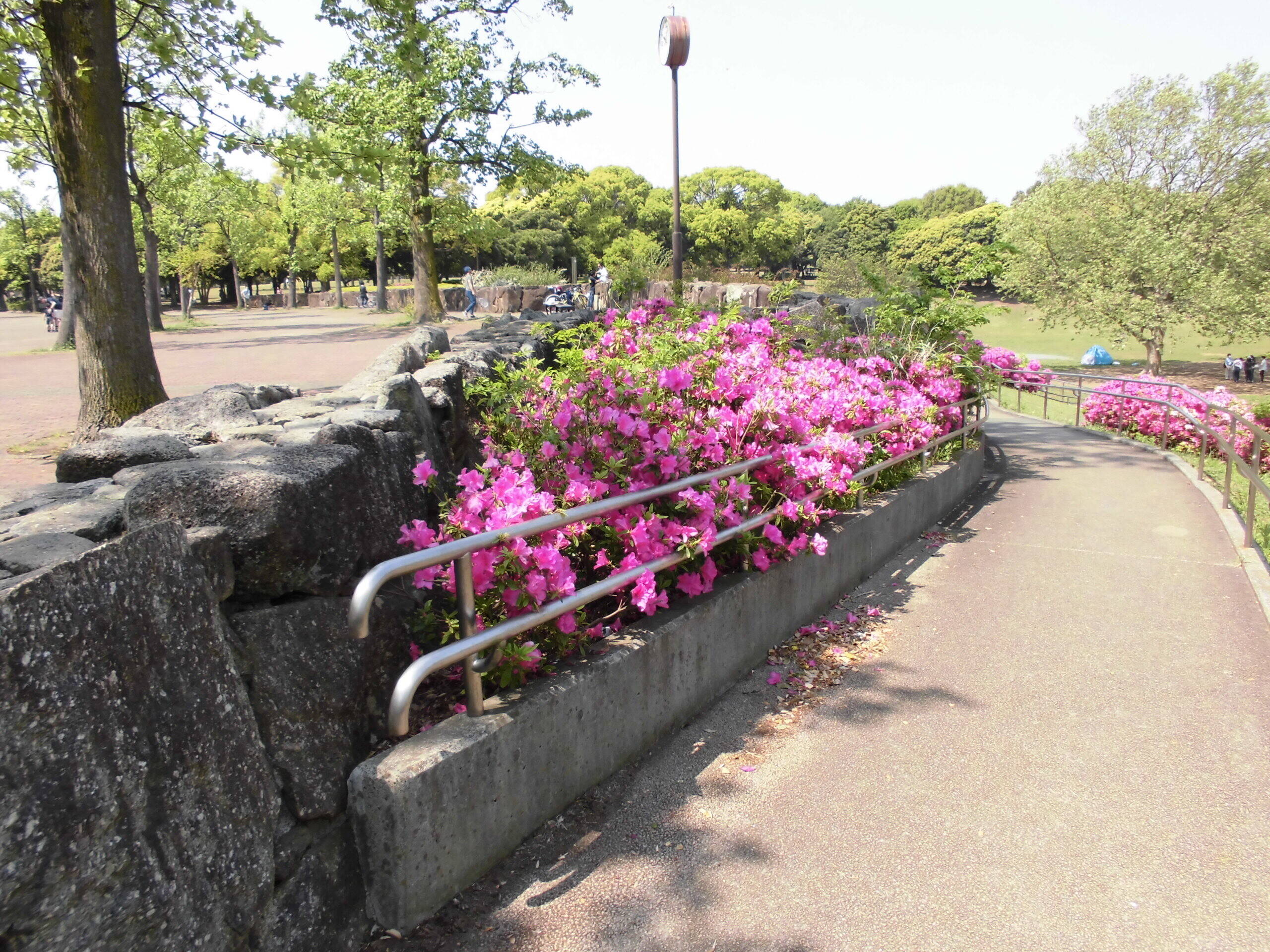 オオムラサキツツジ ブログ 岸根公園公式サイト 公益財団法人 横浜市緑の協会