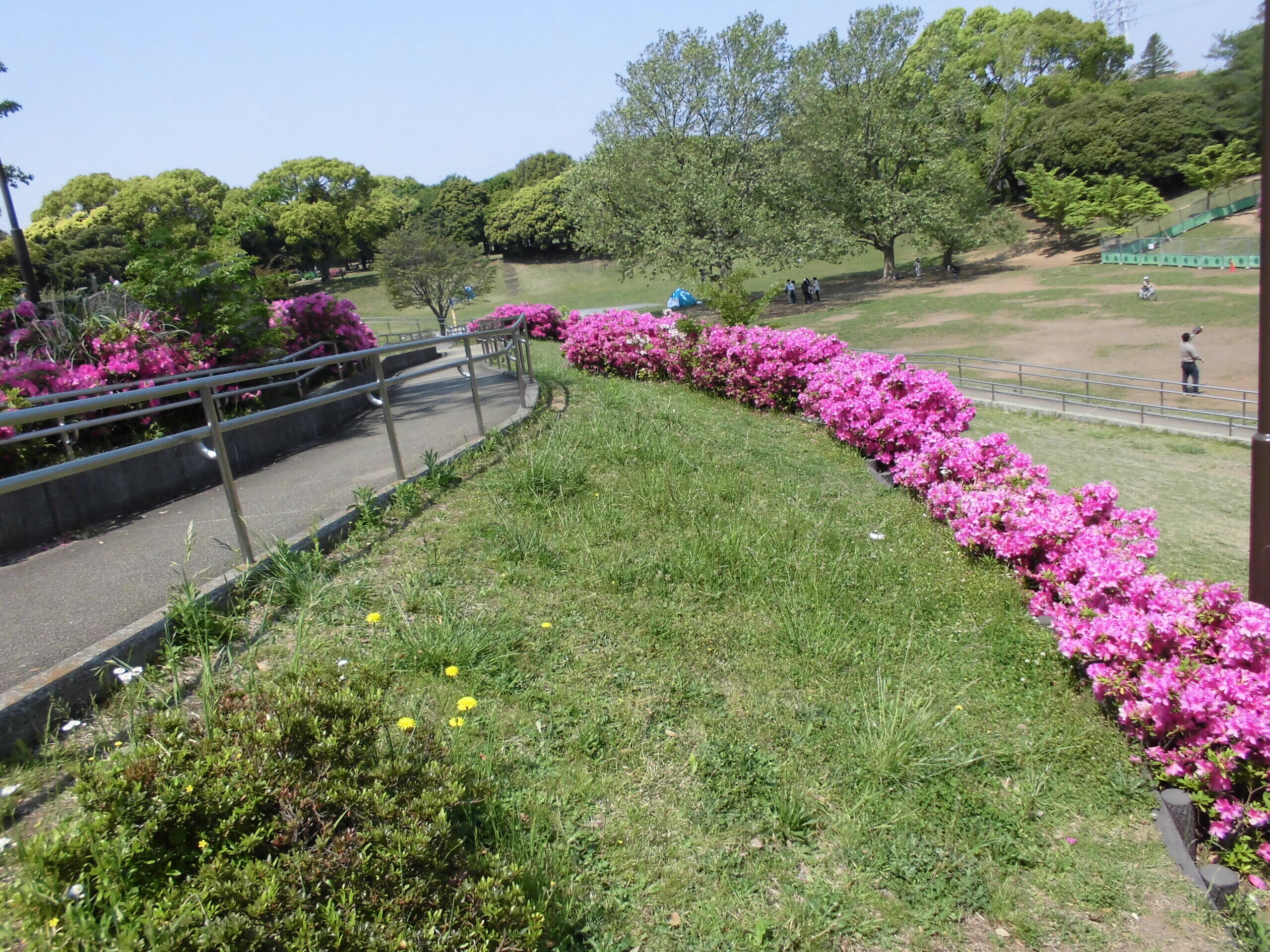 オオムラサキツツジ ブログ 岸根公園公式サイト 公益財団法人 横浜市緑の協会