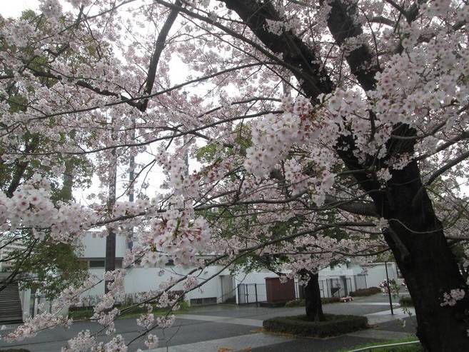 俣野公園桜開花情報【3月28日号】の写真