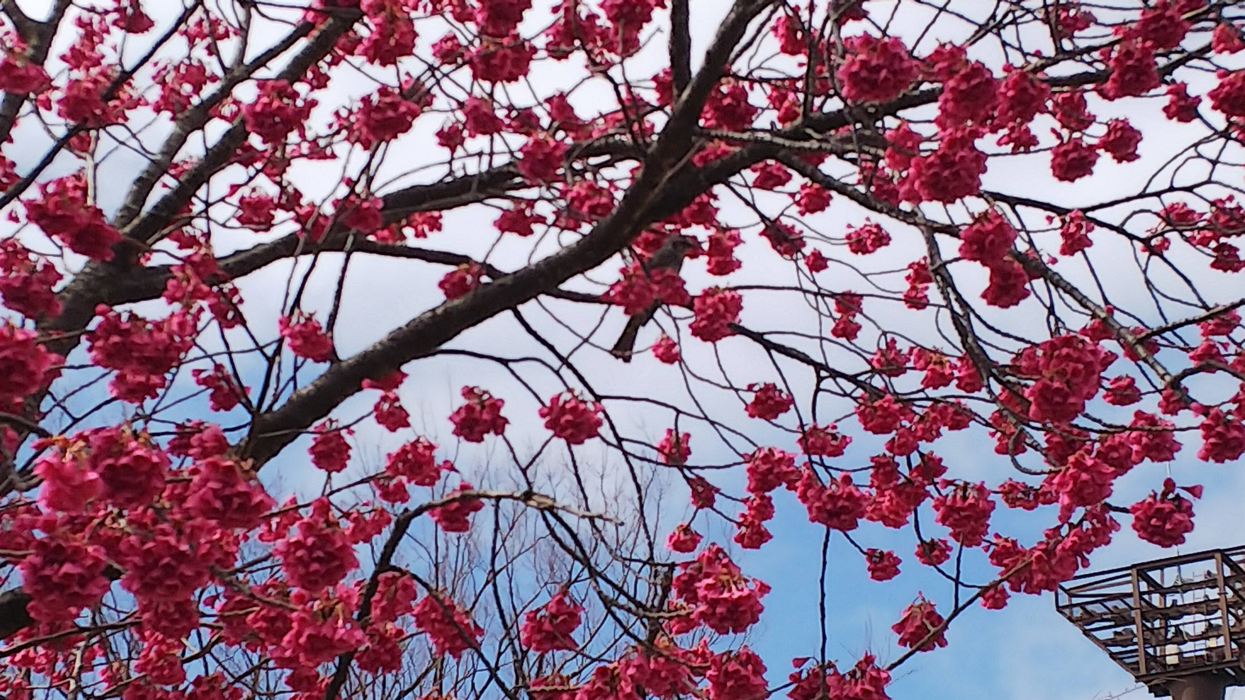 花見期間における公園利用についての写真