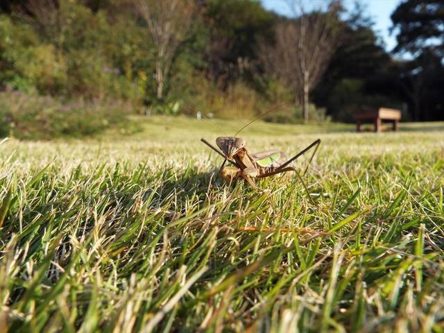 10月の庭園散歩の写真