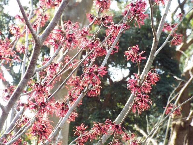 2月の庭園散歩の写真