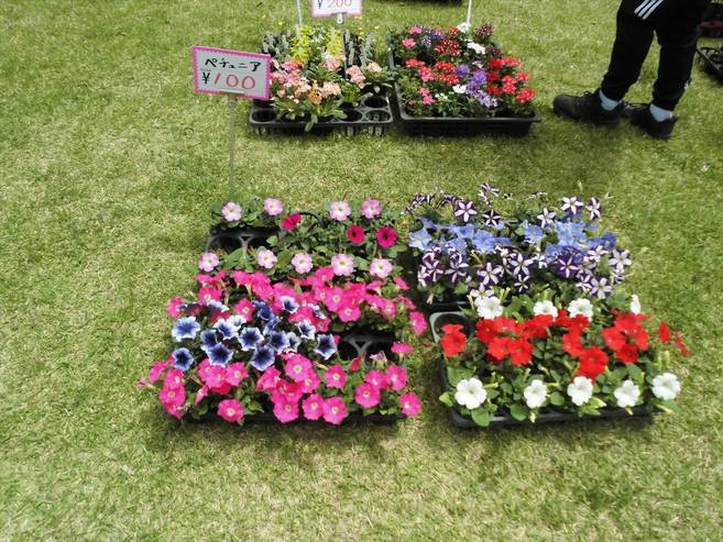園芸市〈つつじ祭り〉の写真