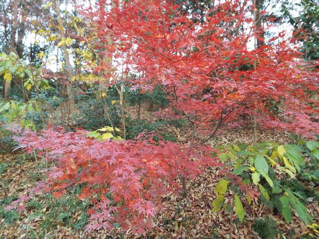 12月の庭園散歩の写真