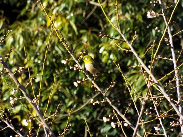 野鳥を見る会の写真
