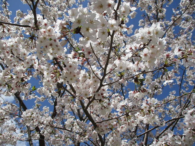 俣野別邸庭園の桜 4月16日の写真