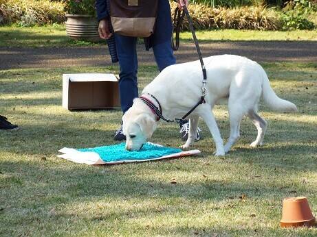 愛犬マナー教室の写真