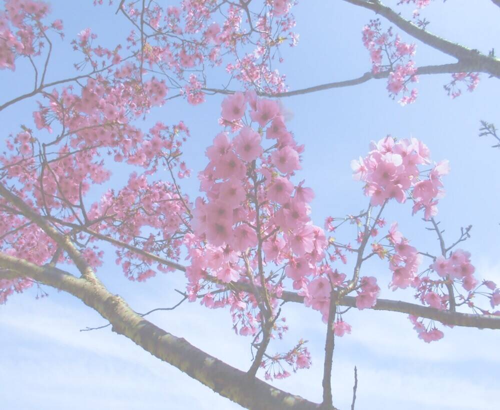 【中止】「さくら祭り」を中止します。の写真