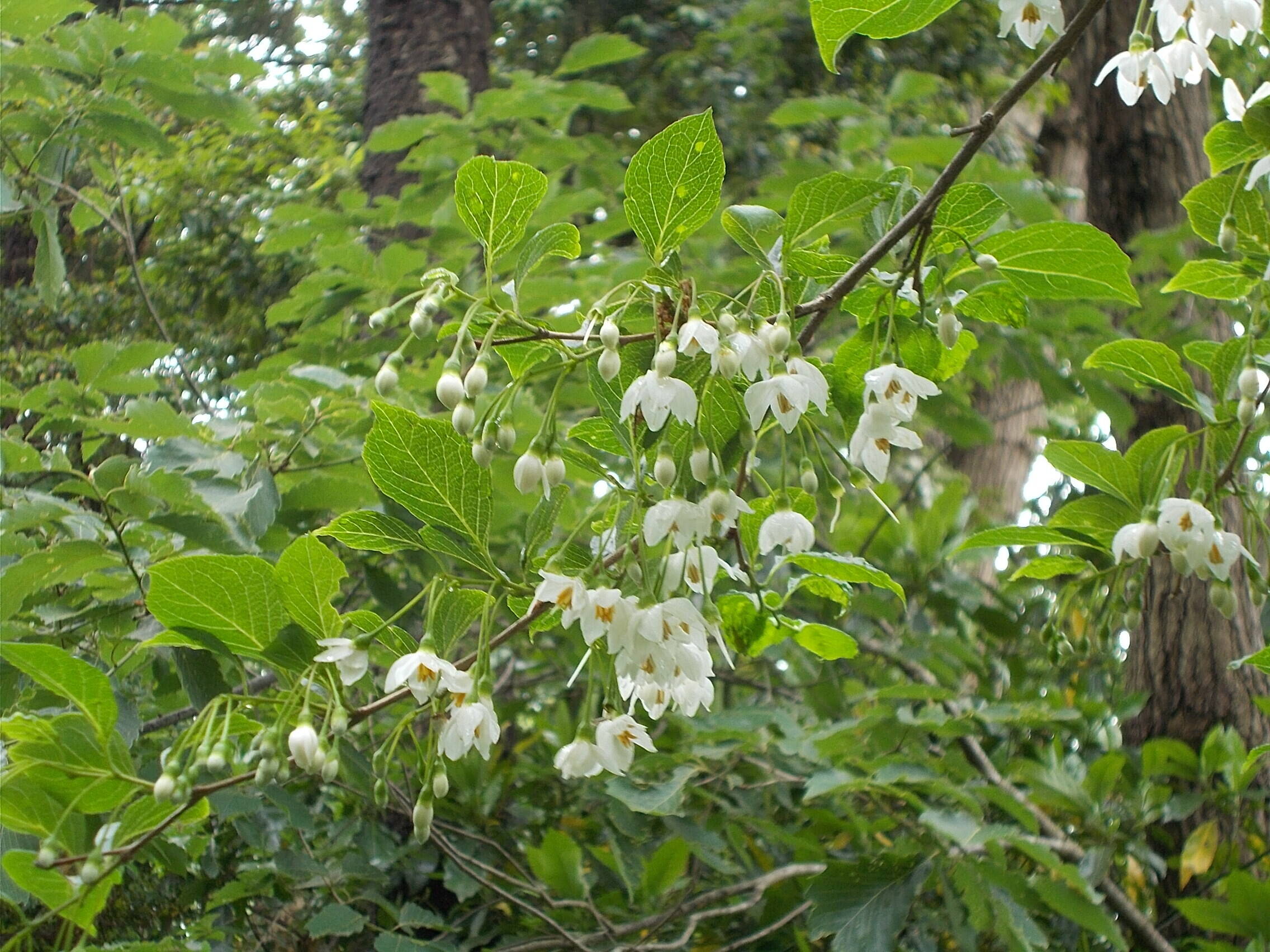 庭園の白い花木 ブログ 俣野別邸庭園公式サイト 公益財団法人 横浜市緑の協会