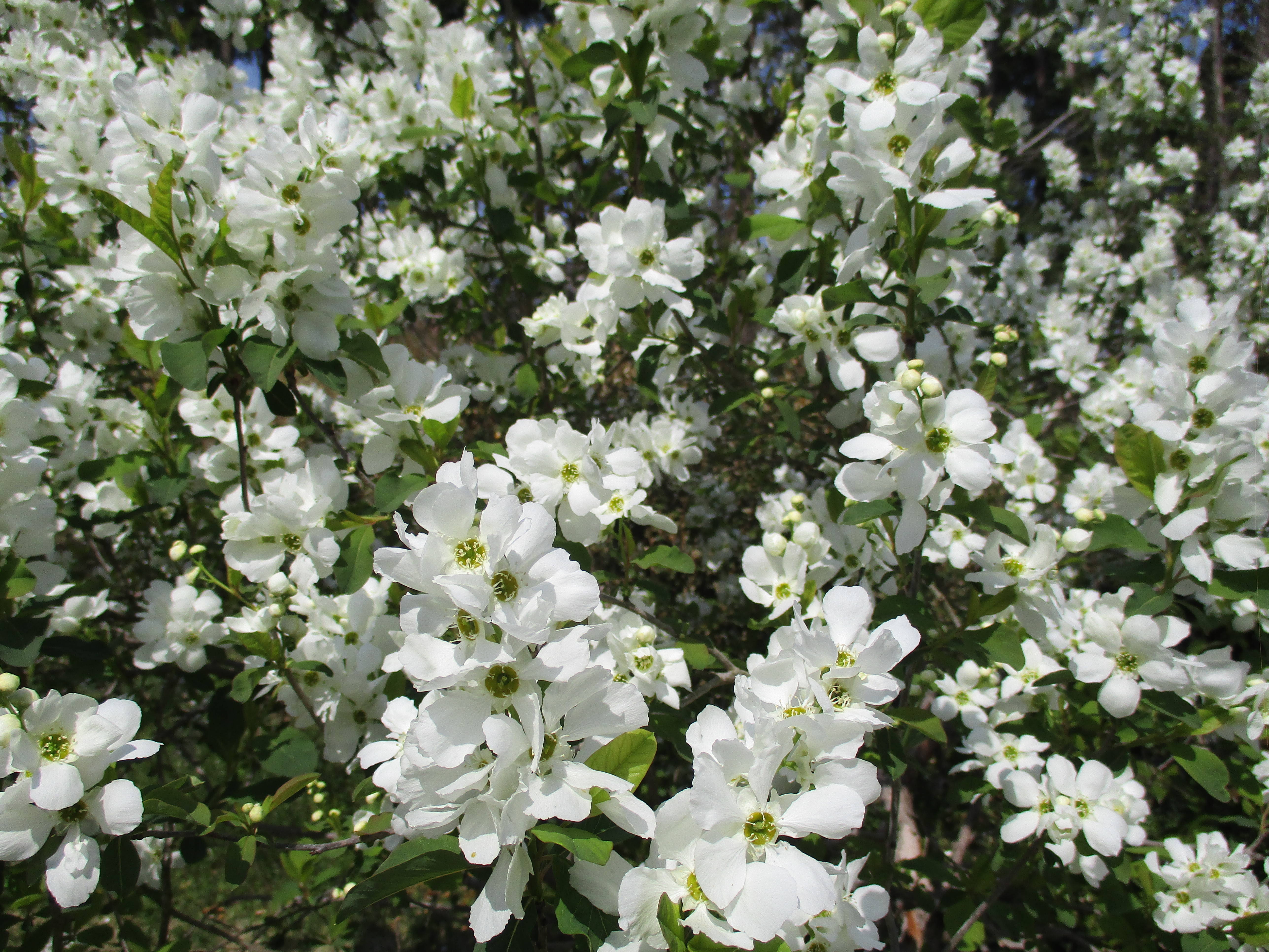 8.四季の花苑/リキュウバイ.jpg