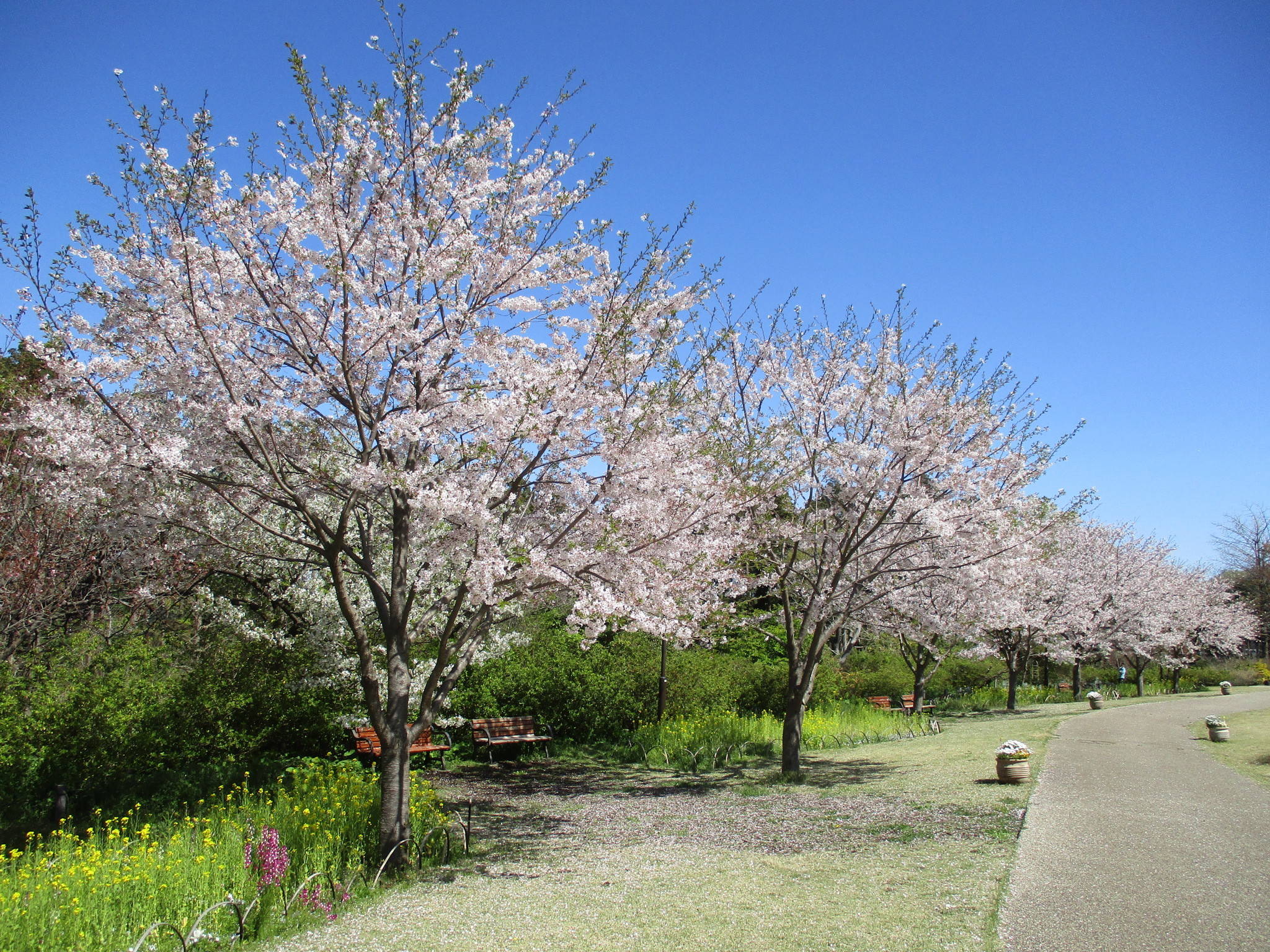 1.芝生広場/ソメイヨシノ並木1.jpg