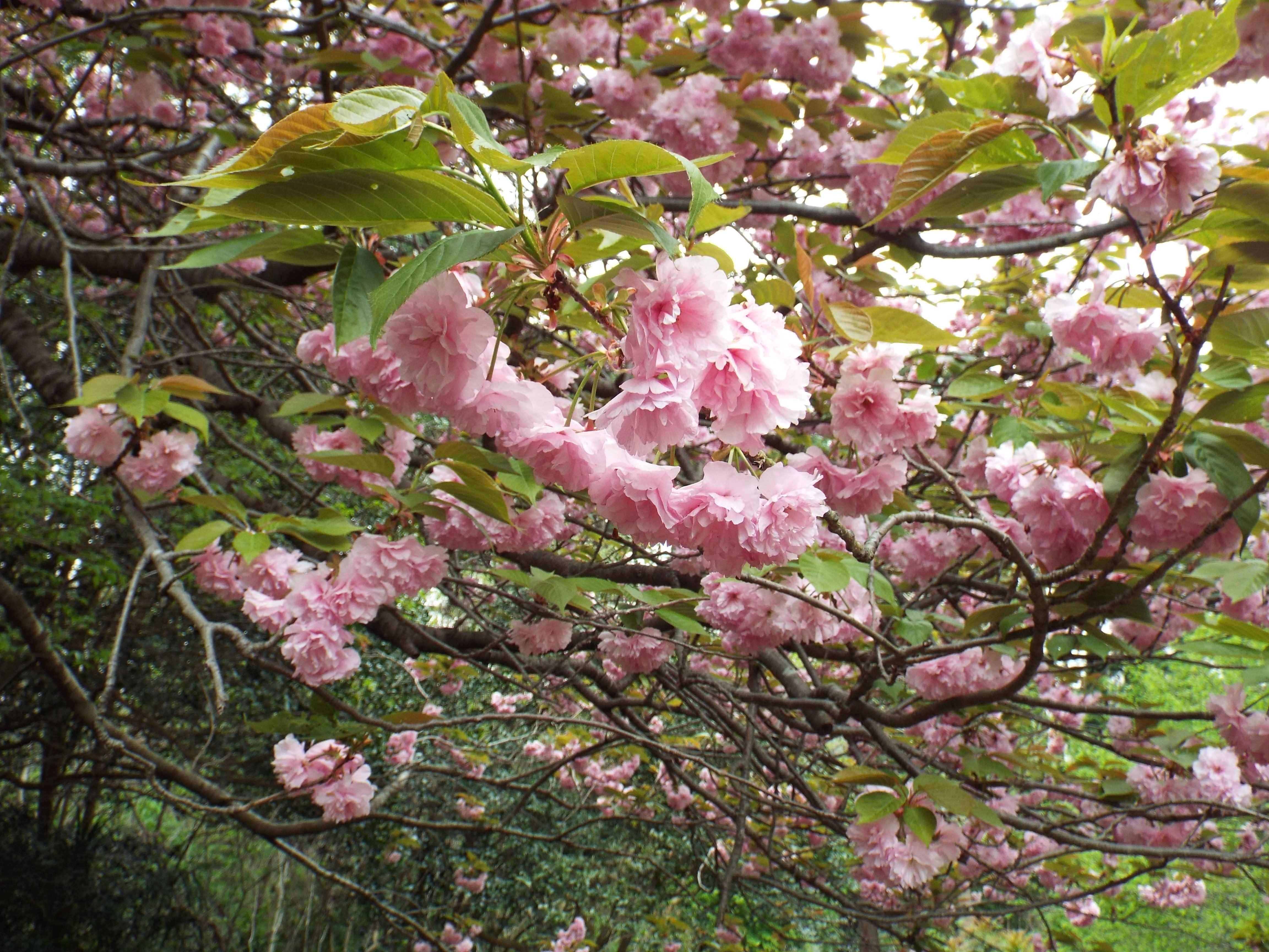 サクラの開花状況 ー 4月22日 桜開花 俣野別邸庭園公式サイト 公益財団法人 横浜市緑の協会