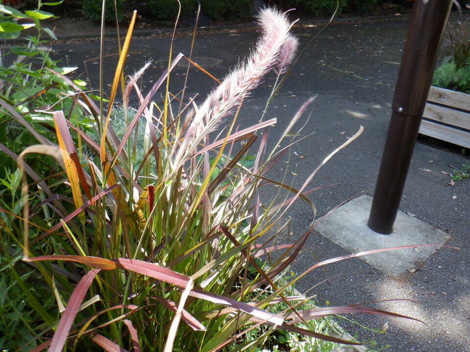 DSCF0437.jpg