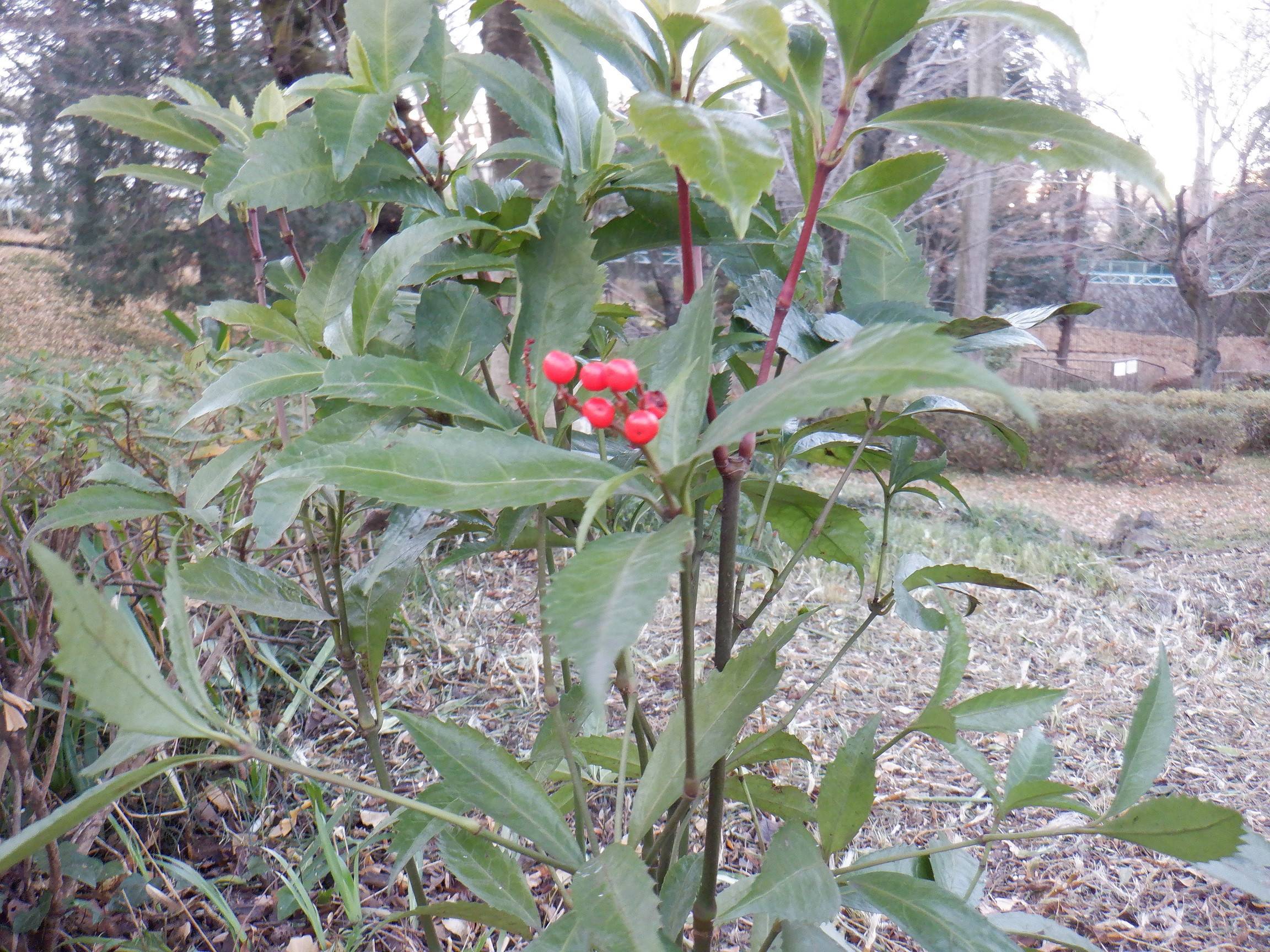 DSCF4003.jpg