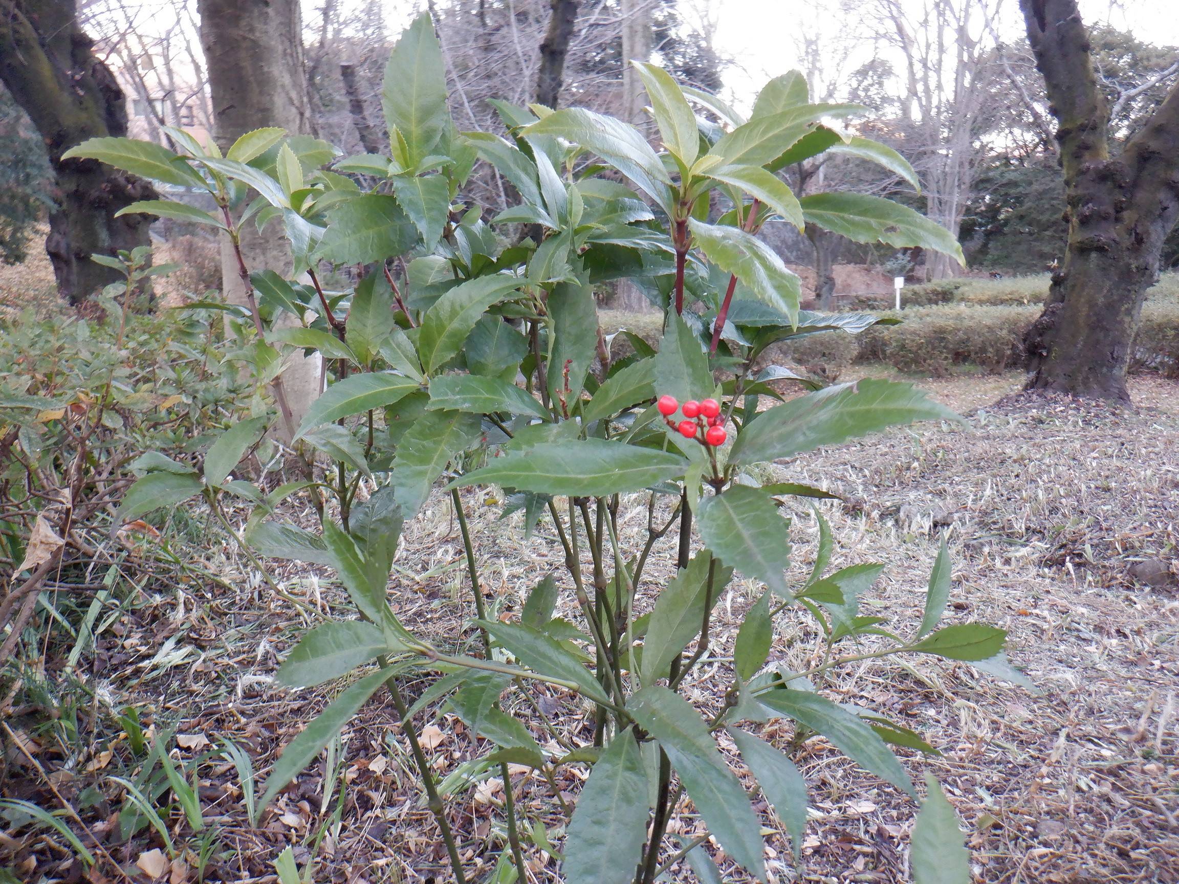 DSCF4005.jpg