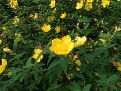 「園内親子自然観察会」