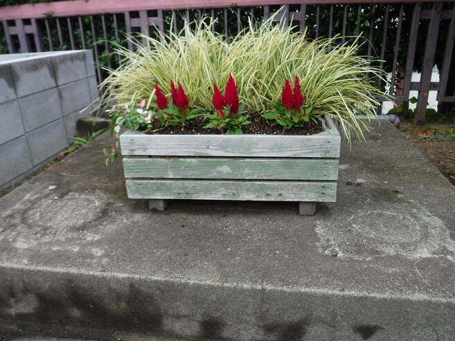 第二レストハウスにあるプランターを植え替えました。の写真