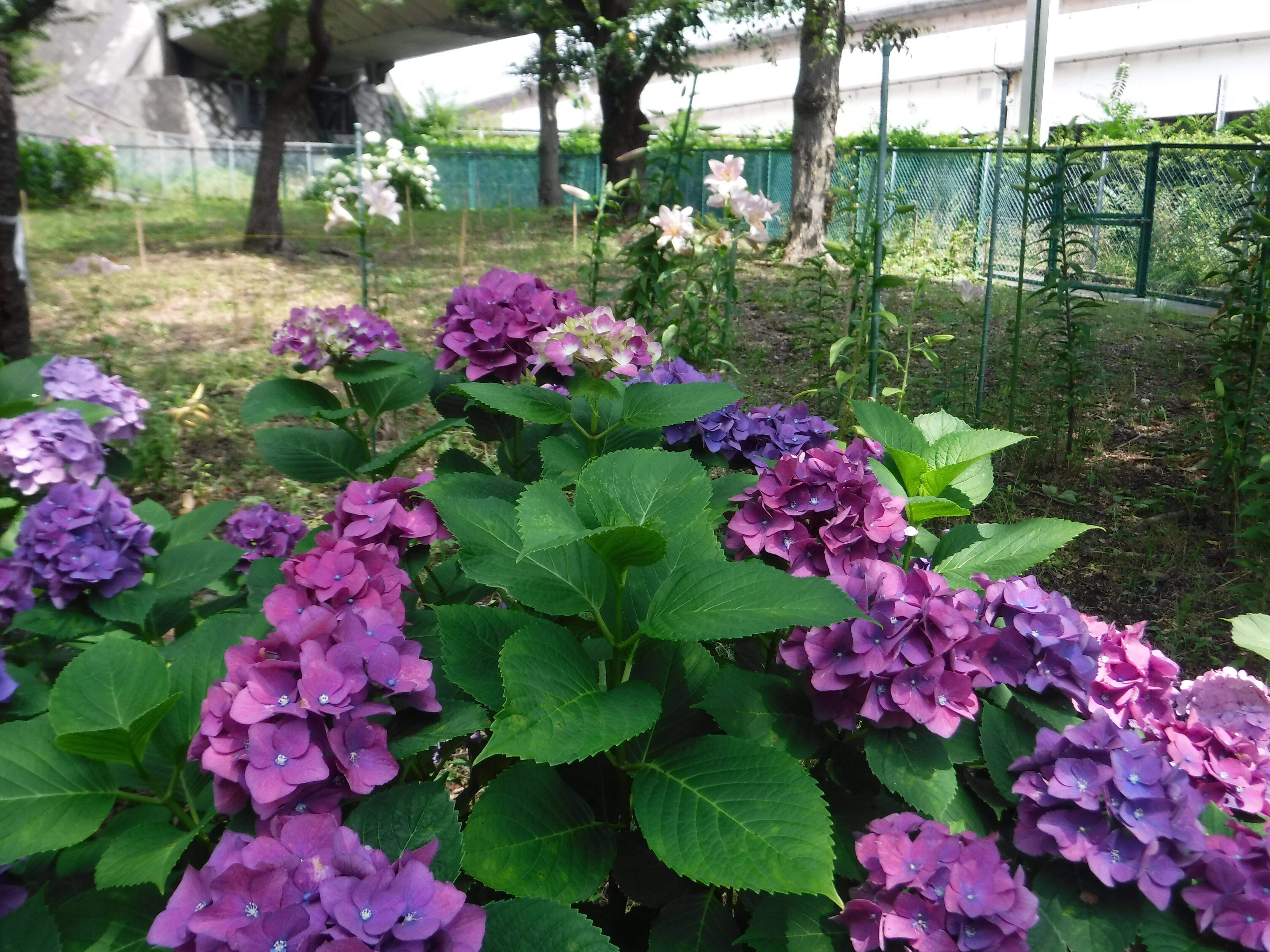 三ツ沢公園だより Vol.13の写真
