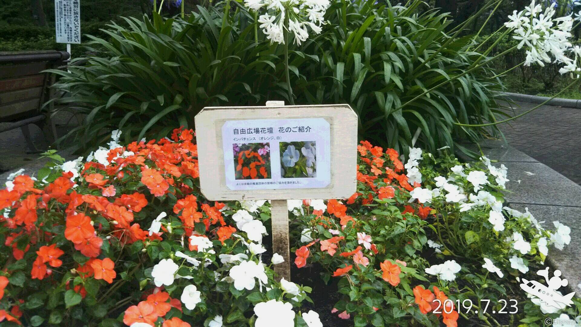 花の名前を書いた 表示用ラベル を作りました お知らせ 三ツ沢公園公式サイト 公益財団法人 横浜市緑の協会