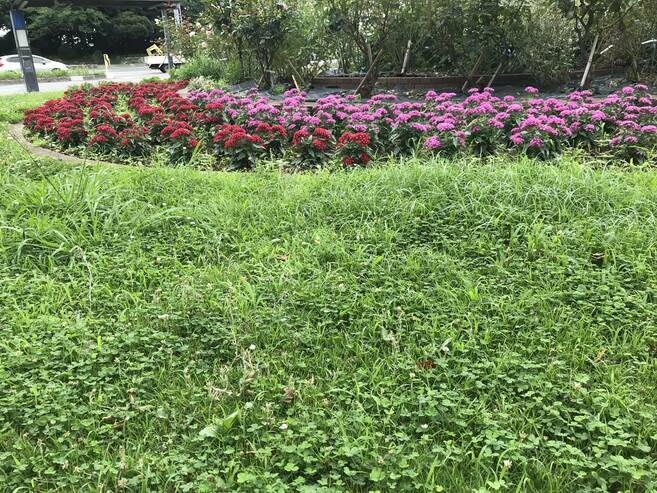 6月に植えた各花壇の花苗が根付いてきました。の写真