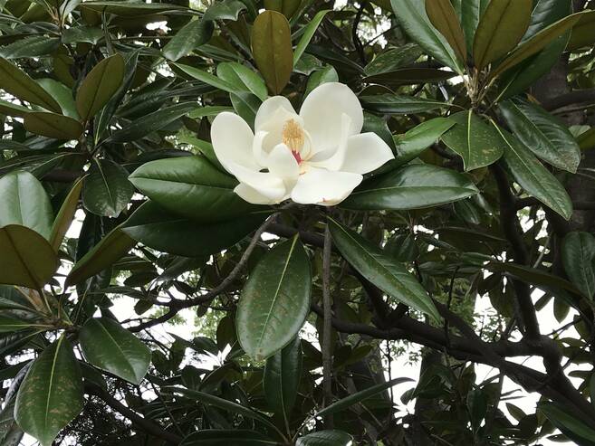 タイサンボクの花が咲いています。の写真