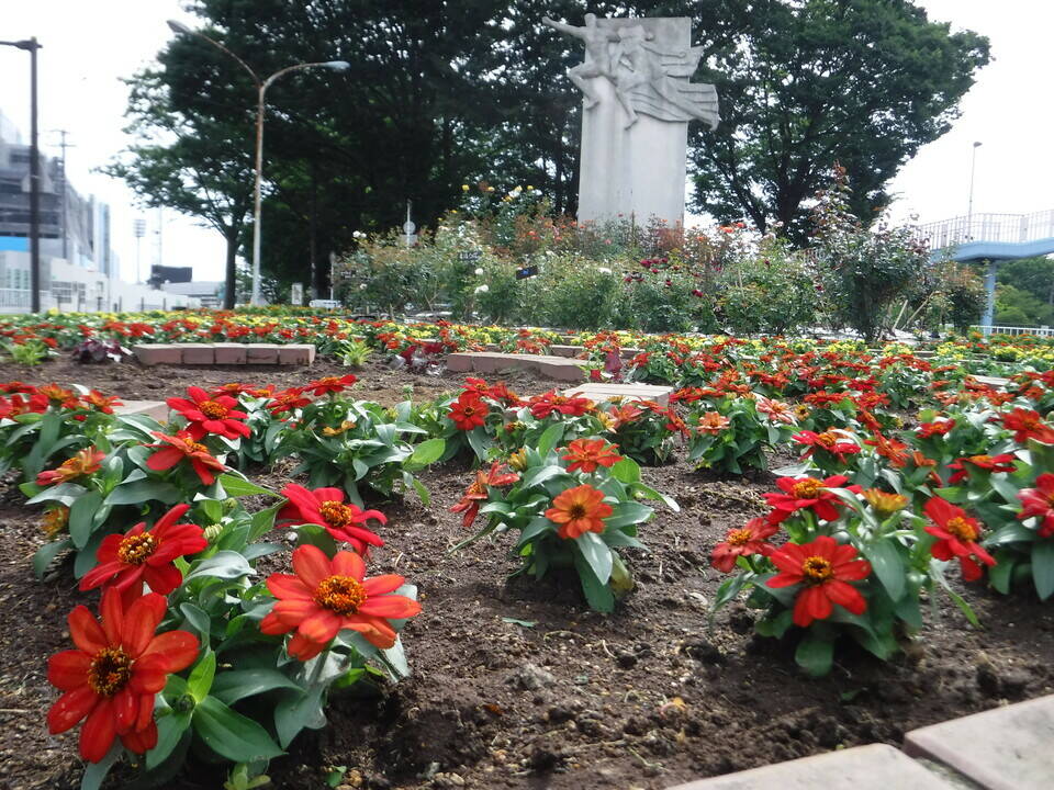 ロータリー花壇を植え替えました ブログ 三ツ沢公園公式サイト 公益財団法人 横浜市緑の協会