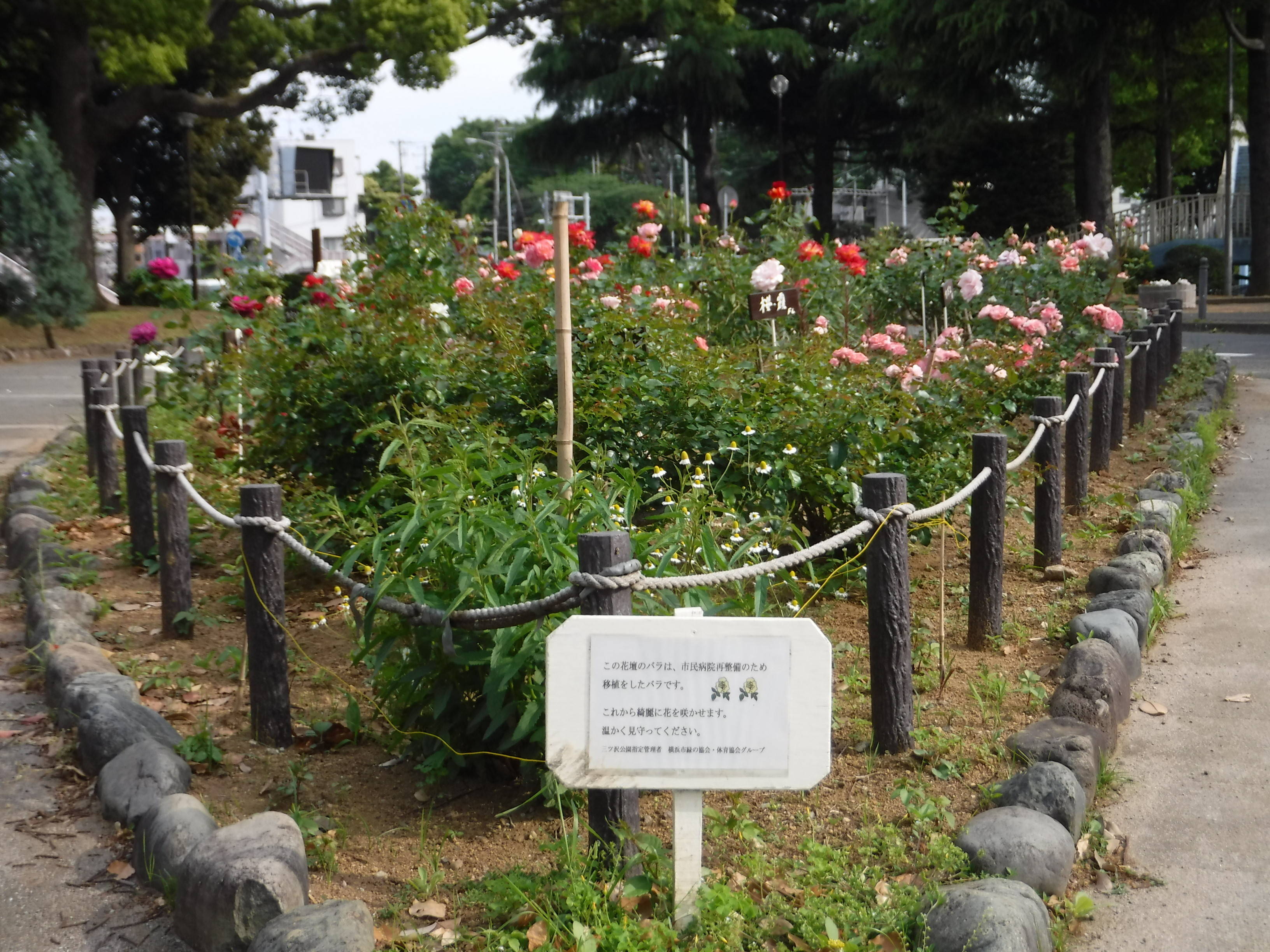 DSCF6537.jpg