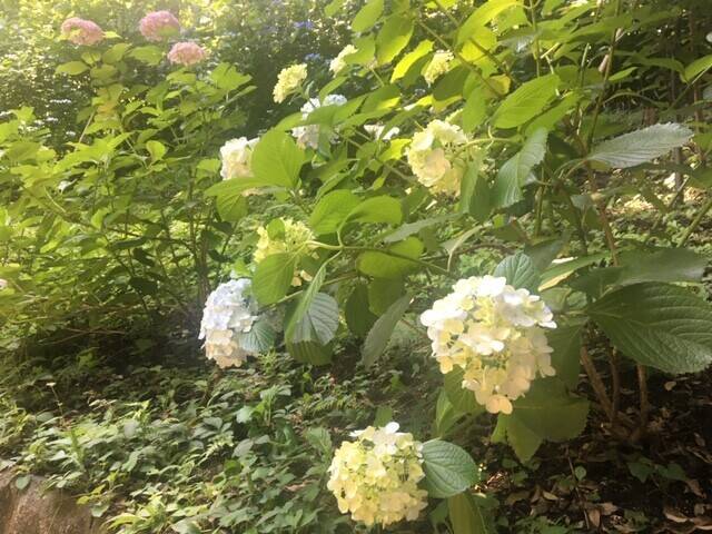 元町公園ガイドツアーの写真