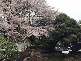 桜開花情報が始まります。