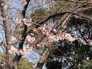 元町公園  桜開花情報【3/19】