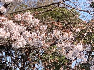 元町公園  桜開花情報【3/21】