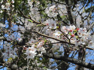 元町公園  桜開花情報【3/24】