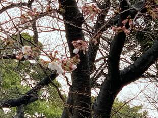 元町公園  桜開花情報【3/14】