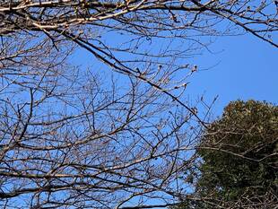 元町公園  桜開花情報【3/3】