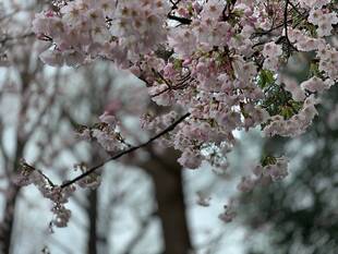 元町公園  桜開花情報【3/29】