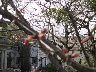 元町公園  桜開花情報【3/15】