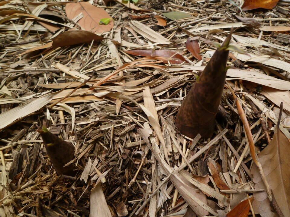 長浜公園【たけのこ狩り】への参加者募集!!の写真