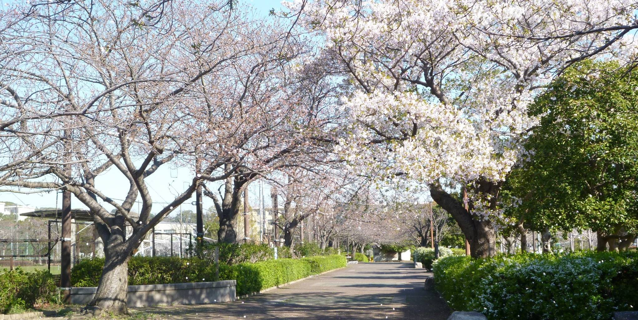 第6回植物観察ツアー『園内早咲きの花を巡るツアー』の写真
