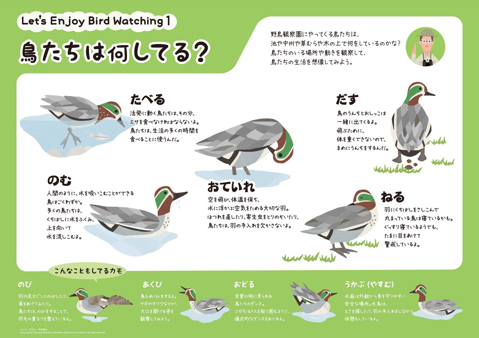 鳥たちは何してる.jpg