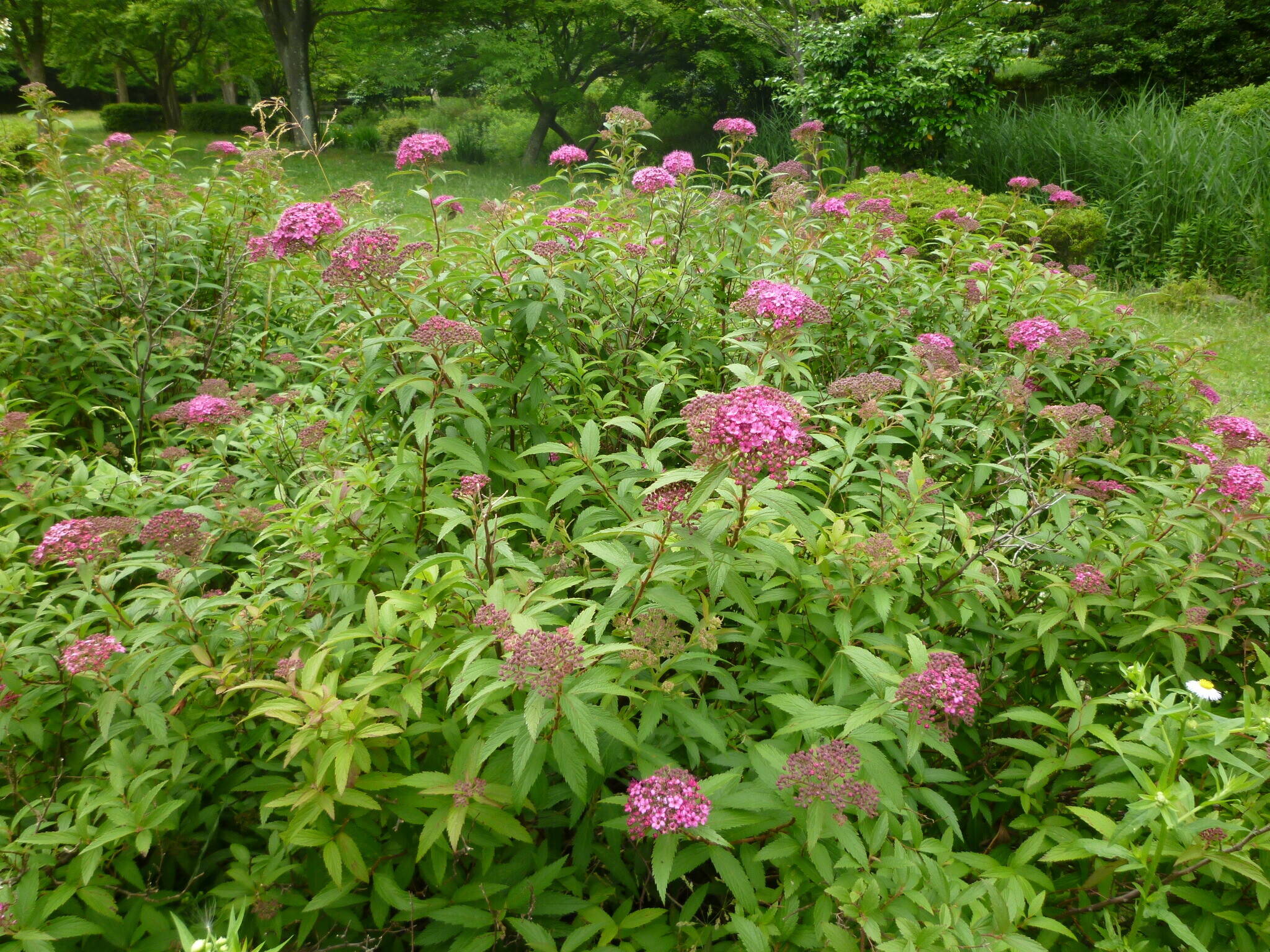 小さな花が集まって咲くシモツケの花がかわいい ブログ 長浜公園公式サイト 公益財団法人 横浜市緑の協会